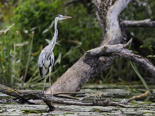 bichasbichos escrotos