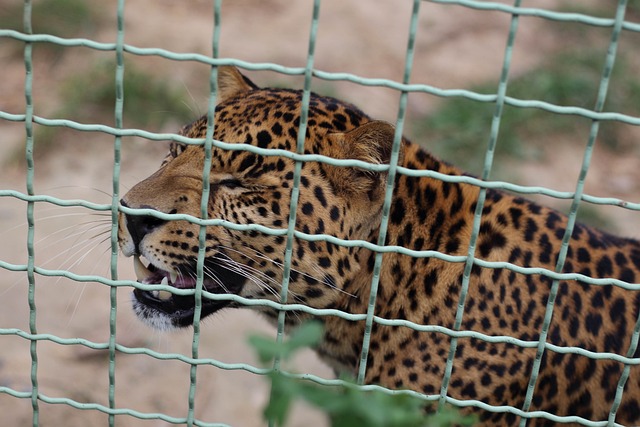 Foto do arquivo: fornecida por 【mega world casino】