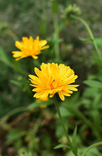 Plataforma de remessas rápidas Tigre