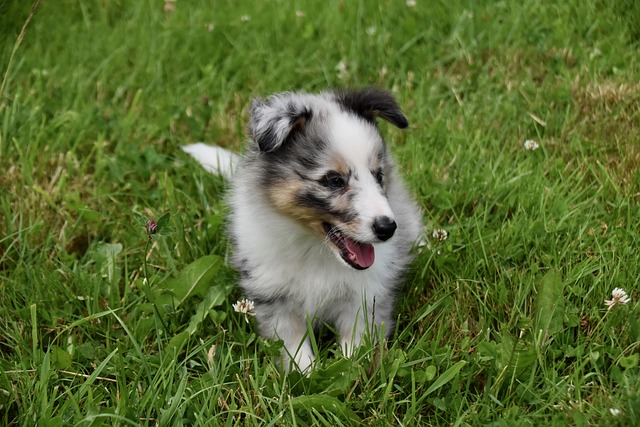 Foto do arquivo: fornecida por 【bicho e capricho_ pet shop】