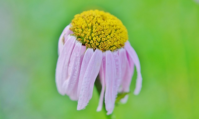 Foto do arquivo: fornecida por 【fibonacci sequence roulette】