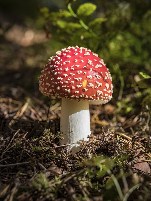 Foto do arquivo: fornecida por 【percentual de gordura calcular】