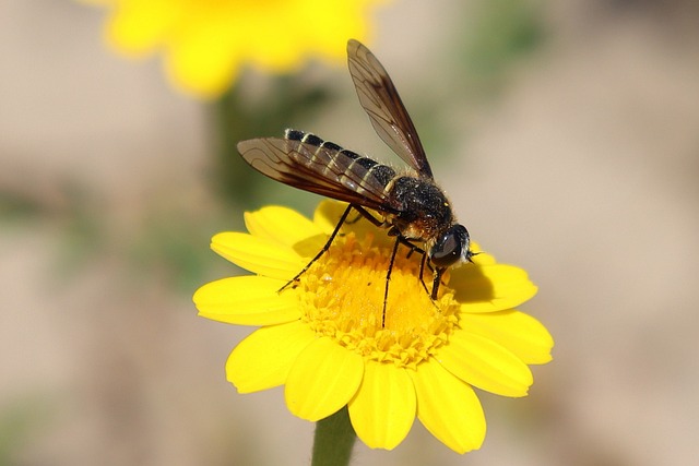 plataforma novas