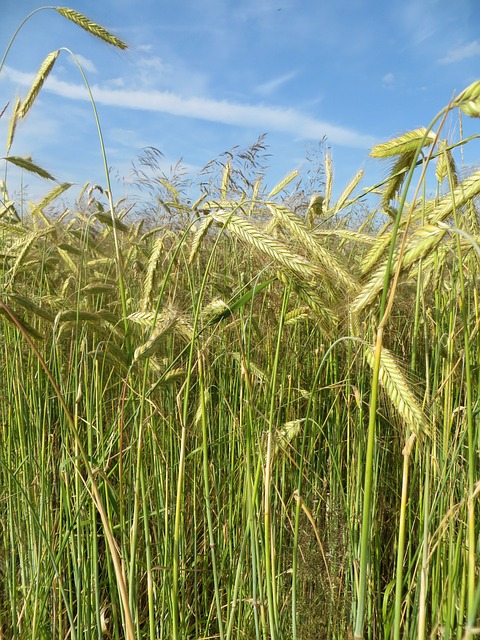 Foto do arquivo: fornecida por 【jogo de fazer comida de massinha】