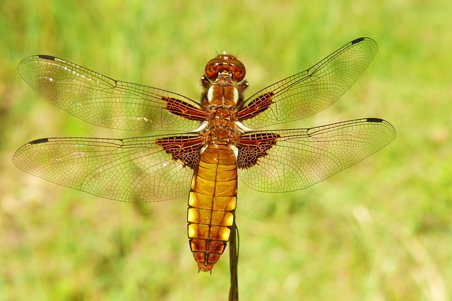 qual o número do jacaré para jogar no bicho