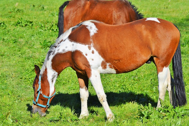 blaze imposto de renda