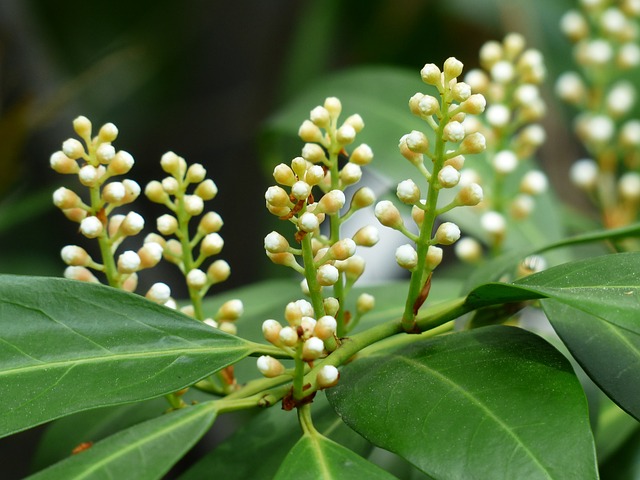 jade bird lottery