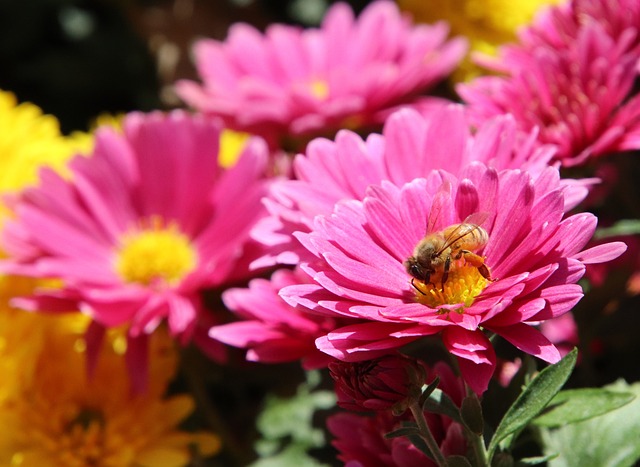 Foto do arquivo: fornecida por 【planta da fortuna】