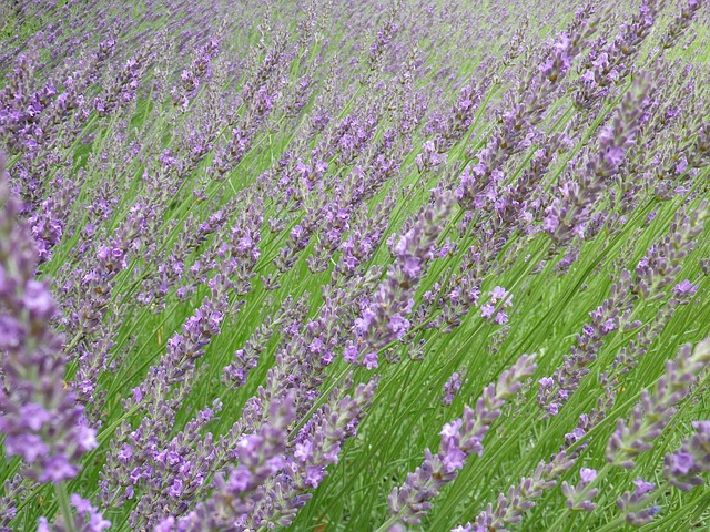 Foto do arquivo: fornecida por 【rtp pg】