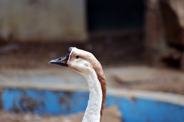 Foto do arquivo: fornecida por 【resultado lotofácil 1694】