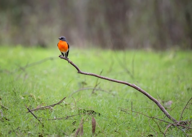 nome para bicho de pelúcia