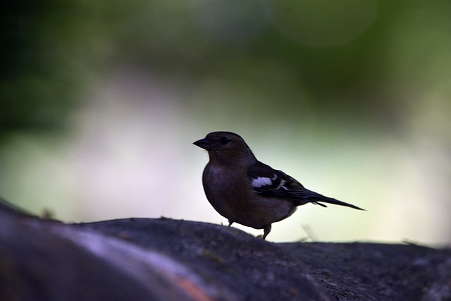 Foto do arquivo: fornecida por 【esporte pix, 365】