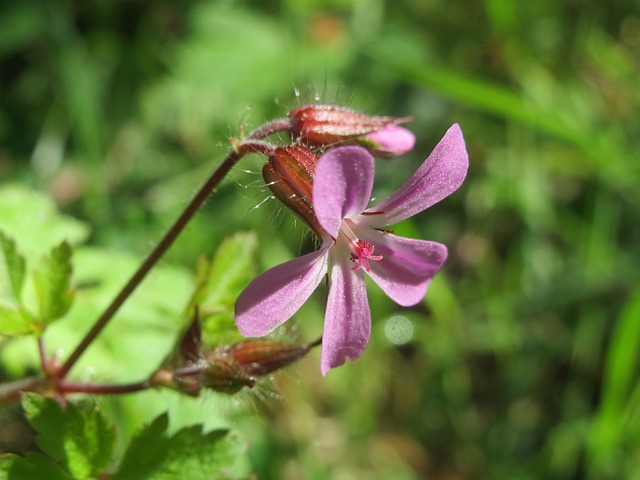 Foto do arquivo: fornecida por 【fortis fortuna adiuvat】