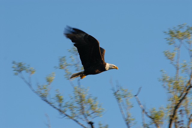 lucky eagle casino