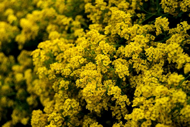 caixa loterias lotofácil