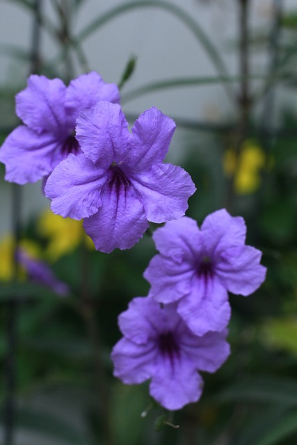 jacaré na praia do cassino