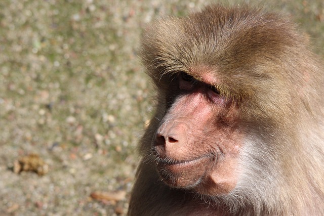 Resultado animal de São Paulo hoje