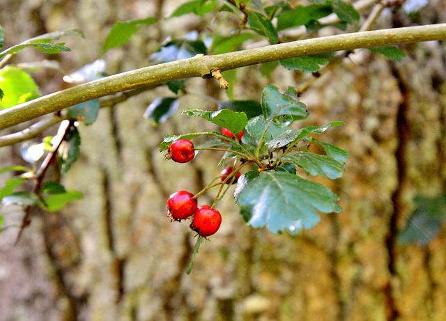 Foto do arquivo: fornecida por 【tricast bet365】