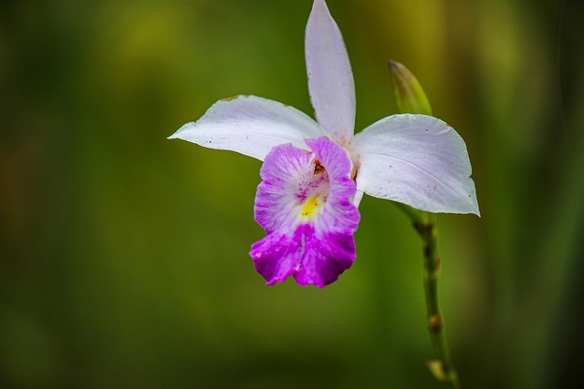 Foto do arquivo: fornecida por 【flor de borboleta pg】