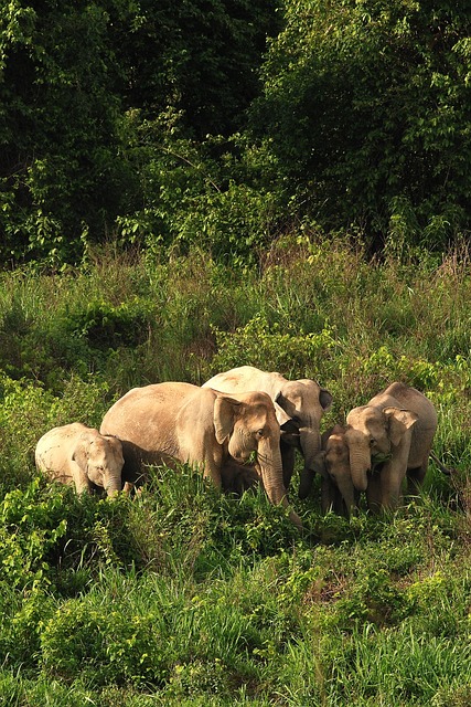 bichos do amazonas