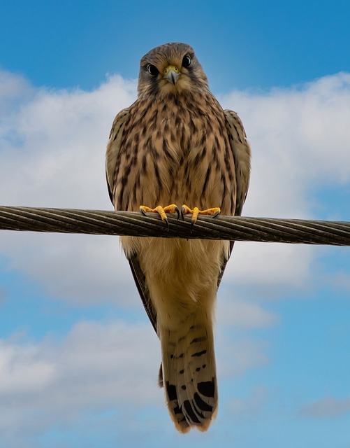 bicho de 7 cabeças