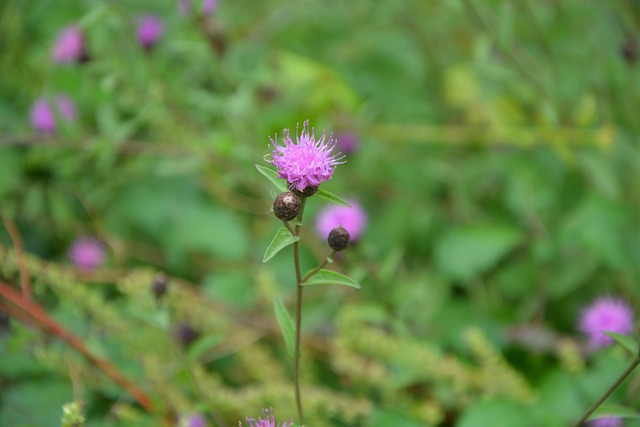 baixaki pagbet