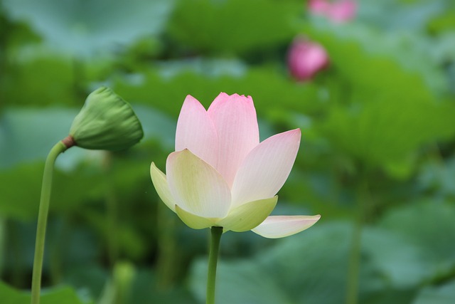 神秘 的 兩 人