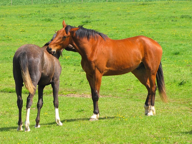 Foto do arquivo: fornecida por 【ls poker】