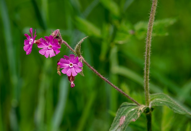 pixbet palpites grátis