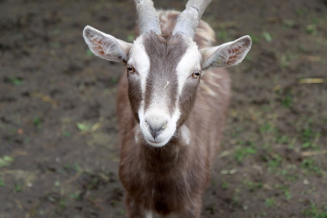 Resultado atualizado do bicho em São Paulo