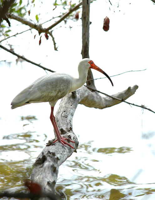 bichos atrasado na bahia