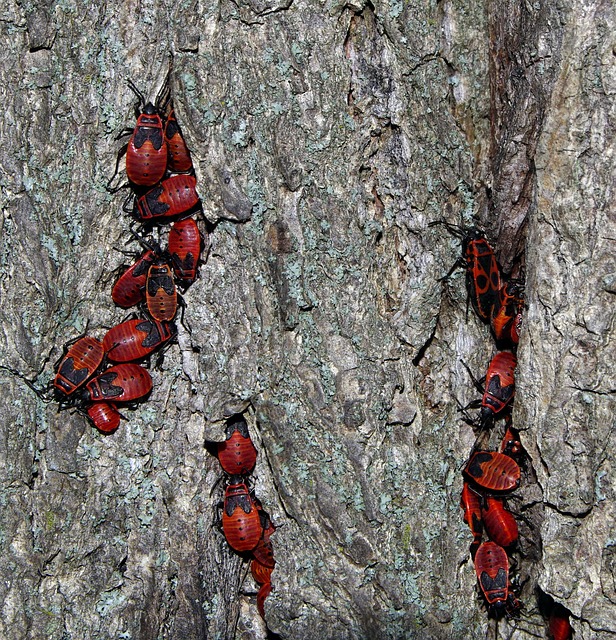 Foto do arquivo: fornecida por 【365】