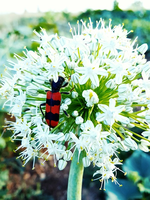 Foto do arquivo: fornecida por 【burst into a blaze】