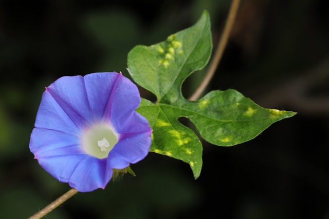 Foto do arquivo: fornecida por 【flor-da-fortuna】