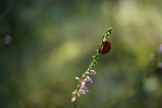 Foto do arquivo: fornecida por 【fachai】