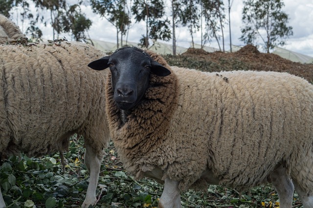 Foto do arquivo: fornecida por 【Plataforma que oferece crédito grátis no cadastro】