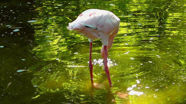 Foto do arquivo: fornecida por 【bicho atrasado】