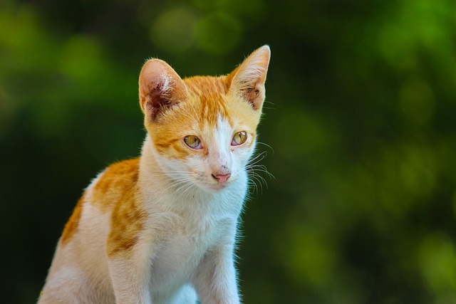 tabela animais jogo do bicho