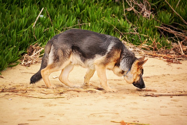 Foto do arquivo: fornecida por 【rifa de bicho】