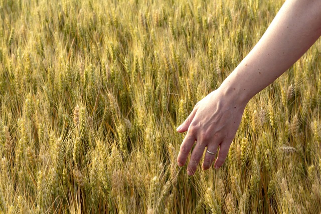 alimentos ricos em proteínas para ganhar massa