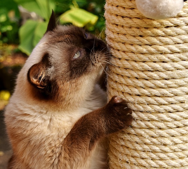 Foto do arquivo: fornecida por 【que bicho te mordeu】