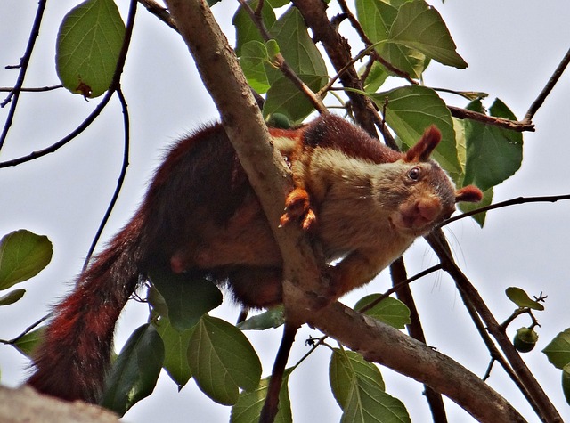 foto bicho de pé|foto do bicho de pé doce