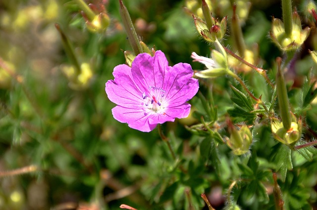 aliança loteria