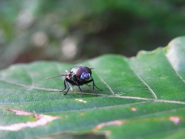 grupinho do bicho