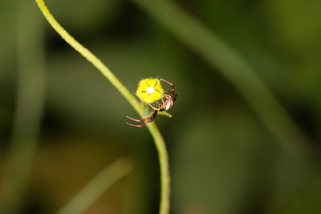 Foto do arquivo: fornecida por 【fortune tiger baixar】