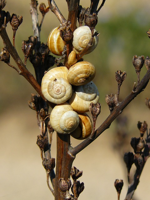 cassino sabadaço