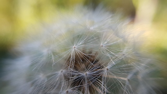 ciranda dos bichos palavra cantada