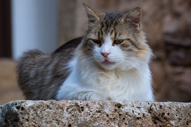 Foto do arquivo: fornecida por 【bicho chique】