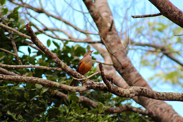 paraiba resultado do bicho——resultado do bicho da paraíba hoje