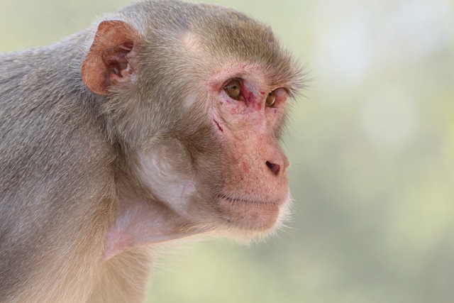 Palpites do sorteio nacional de bicho